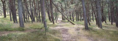 Görkemli Evergreen Ormanı 'na giden yol. Güçlü ağaçlar, yosun ve liken, bitkiler. Atmosferik manzara. Saf doğa, ekoloji, eko-turizm, yürüyüş, kuzey yürüyüşü.