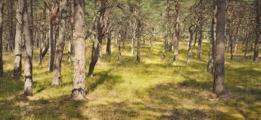 Görkemli Evergreen Ormanı 'na giden yol. Güçlü ağaçlar, yosun ve liken, bitkiler. Atmosferik manzara. Saf doğa, ekoloji, eko-turizm, yürüyüş, kuzey yürüyüşü.