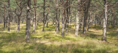 Görkemli Evergreen Ormanı 'na giden yol. Güçlü ağaçlar, yosun ve liken, bitkiler. Atmosferik manzara. Saf doğa, ekoloji, eko-turizm, yürüyüş, kuzey yürüyüşü.