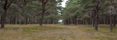 Görkemli Evergreen Ormanı 'na giden yol. Güçlü ağaçlar, yosun ve liken, bitkiler. Atmosferik manzara. Saf doğa, ekoloji, eko-turizm, yürüyüş, kuzey yürüyüşü.