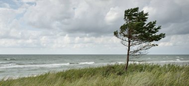 Yağmurdan sonra Baltık kıyıları. Kum tepeleri, kum tepeleri, yalnız ağaçlar. Dramatik günbatımı gökyüzü, parlayan fırtına bulutları, rüzgar. Resimli panoramik manzara. Doğa, çevre, değişken hava, kasırga
