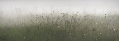 Gree ormanı çimenliği (çayır, tarla) gün batımında yoğun beyaz bir siste. Bitkiler, otlar, kır çiçekleri. Resimli bir manzara var. Idyllic kırsal alan. Saf doğa, çevre, ekoloji