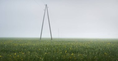 Güneş doğarken yeşil tarlalı tarlaların (orman çimleri, çayır) panoramik manzarası. Sis. Elektrik hattı, yakın plan. Çiftlik, endüstri, ekoloji, doğa, çevresel hasar, teknoloji