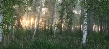 Gün doğumunda sisli bir huş ağacı ormanında. Idyllic yaz kırsal manzarası. Doğa, çevre koruma, ekoloji, eko-turizm. Vahşi ateş renkleri, duman etkisi. Yumuşak güneş ışığı, altın saat