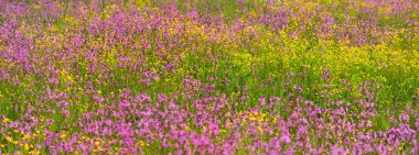 Yeşil bir tarla üzerinde çiçek açan pembe çiçekler (Silene flos-cuculi veya rag-robin). Doğal çiçek deseni, doku. Dekoratif bitkiler, kır çiçekleri, bahçıvanlık, çiftlik, bal üretim temaları