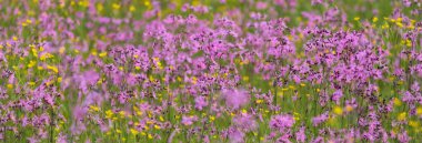 Yeşil bir tarla üzerinde çiçek açan pembe çiçekler (Silene flos-cuculi veya rag-robin). Doğal çiçek deseni, doku. Dekoratif bitkiler, kır çiçekleri, bahçıvanlık, çiftlik, bal üretim temaları