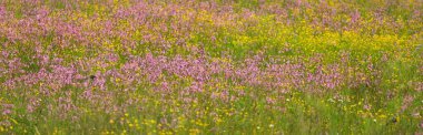 Yeşil bir tarla üzerinde çiçek açan pembe çiçekler (Silene flos-cuculi veya rag-robin). Doğal çiçek deseni, doku. Dekoratif bitkiler, kır çiçekleri, bahçıvanlık, çiftlik, bal üretim temaları