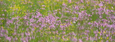 Yeşil bir tarla üzerinde çiçek açan pembe çiçekler (Silene flos-cuculi veya rag-robin). Doğal çiçek deseni, doku. Dekoratif bitkiler, kır çiçekleri, bahçıvanlık, çiftlik, bal üretim temaları