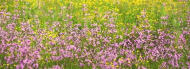 Yeşil bir tarla üzerinde çiçek açan pembe çiçekler (Silene flos-cuculi veya rag-robin). Doğal çiçek deseni, doku. Dekoratif bitkiler, kır çiçekleri, bahçıvanlık, çiftlik, bal üretim temaları