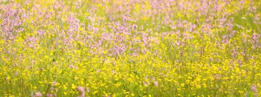 Yeşil bir tarla üzerinde çiçek açan pembe çiçekler (Silene flos-cuculi veya rag-robin). Doğal çiçek deseni, doku. Dekoratif bitkiler, kır çiçekleri, bahçıvanlık, çiftlik, bal üretim temaları