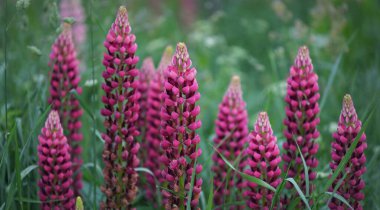 Çiçek açan mavi, pembe, mor lupin çiçekleri (Lupinus) yakın plan, yeşil yaz tarlası. Panoramik manzara. Doğa, bitkiler, botanik, bahçecilik, halk tıbbı, organik gübre. Doğal çiçek arkaplanı