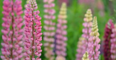 Çiçek açan mavi, pembe, mor lupin çiçekleri (Lupinus) yakın plan, yeşil yaz tarlası. Panoramik manzara. Doğa, bitkiler, botanik, bahçecilik, halk tıbbı, organik gübre. Doğal çiçek arkaplanı