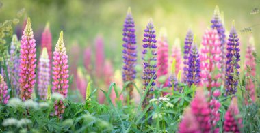 Çiçek açan mavi, pembe, mor lupin çiçekleri (Lupinus) yakın plan, yeşil yaz tarlası. Panoramik manzara. Doğa, bitkiler, botanik, bahçecilik, halk tıbbı, organik gübre. Doğal çiçek arkaplanı