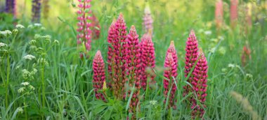 Çiçek açan mavi, pembe, mor lupin çiçekleri (Lupinus) yakın plan, yeşil yaz tarlası. Panoramik manzara. Doğa, bitkiler, botanik, bahçecilik, halk tıbbı, organik gübre. Doğal çiçek arkaplanı