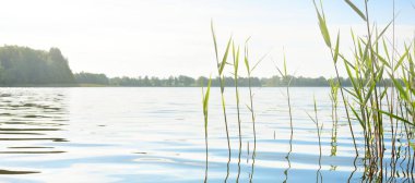 Kristal berrak bir orman gölü (nehir) kıyısından panoramik manzara. Idyllic yaz manzarası. Doğa, çevre, ekoloji, eko-turizm, yürüyüş, tatiller, yüzme ve rahatlatıcı kavramlar