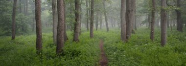 Görkemli yeşil yaz ormanının içinden geçen yol. Sis, yumuşak güneş ışığı. Güçlü ağaçlar, yeşil yapraklar ve bitkiler. Atmosferik rüya gibi bir manzara. Saf doğa, ekoloji, eko-turizm, yürüyüş, kuzey yürüyüşü.