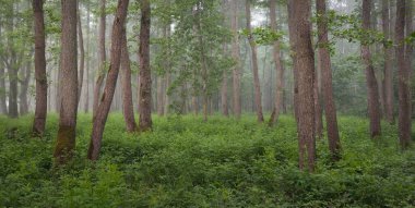 Muhteşem yaz ormanı. Sis, yumuşak güneş ışığı. Güçlü ağaçlar, yeşil yapraklar, bitkiler. Atmosferik rüya gibi bir manzara. Saf doğa, ekoloji, çevre koruma, eko-turizm, yürüyüş
