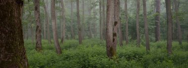 Muhteşem yaz ormanı. Sis, yumuşak güneş ışığı. Güçlü ağaçlar, yeşil yapraklar, bitkiler. Atmosferik rüya gibi bir manzara. Saf doğa, ekoloji, çevre koruma, eko-turizm, yürüyüş