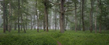 Görkemli yeşil yaz ormanının içinden geçen yol. Sis, yumuşak güneş ışığı. Güçlü ağaçlar, yeşil yapraklar ve bitkiler. Atmosferik rüya gibi bir manzara. Saf doğa, ekoloji, eko-turizm, yürüyüş, kuzey yürüyüşü.