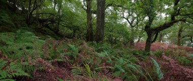 İskoç yağmur ormanlarının nefes kesici manzarası. Güçlü ağaçlar, yosunlar, bitkiler, eğrelti otları. Crinan Kanalı, İskoçya, İngiltere. Karanlık atmosferik manzara. Saf doğa, seyahat yerleri, yürüyüş, eko-turizm.