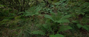 İskoç yağmur ormanlarının nefes kesici manzarası. Güçlü ağaçlar, yosunlar, bitkiler, eğrelti otları. Crinan Kanalı, İskoçya, İngiltere. Karanlık atmosferik manzara. Saf doğa, seyahat yerleri, yürüyüş, eko-turizm.