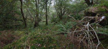 İskoç yağmur ormanlarının nefes kesici manzarası. Güçlü ağaçlar, yosunlar, bitkiler, eğrelti otları. Crinan Kanalı, İskoçya, İngiltere. Karanlık atmosferik manzara. Saf doğa, seyahat yerleri, yürüyüş, eko-turizm.