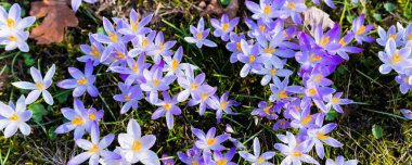 Çiçeklerin açtığı yere yakın plan. Park et. Baharın başında. Barışın sembolü, neşe. Bahçecilik, çimlerde vatandaşlık alma, çevre koruma. Pembe, mor, yeşil renkler. Çiçek deseni. Panoramik görünüm