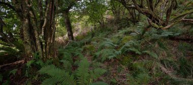 İskoç yağmur ormanlarının nefes kesici manzarası. Güçlü ağaçlar, yosunlar, bitkiler, eğrelti otları. Crinan Kanalı, İskoçya, İngiltere. Karanlık atmosferik manzara. Saf doğa, seyahat yerleri, yürüyüş, eko-turizm.