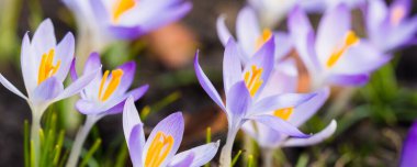 Close-up of blooming purple crocus flowers. Park. Europe. Early spring. Symbol of peace, joy, purity, Easter. Landscaping, gardening, ecotourism, environment. Art, macrophotography, bokeh, background