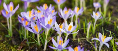 Mor çiçek açan çiçeklere yakın çekim. Park et. Avrupa. Baharın başında. Barışın sembolü, neşe, saflık, Paskalya. Peyzaj, bahçıvanlık, eko-turizm, çevre. Sanat, makrofotoğrafçılık, bokeh, arkaplan