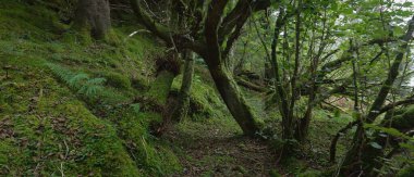 İskoçya 'nın yemyeşil yağmur ormanları. Güçlü çam ve çam ağaçları, yosunlar, bitkiler, eğreltiotu. Ardrishaig, İskoçya, İngiltere. Karanlık atmosferik manzara. Doğa, seyahat yerleri, yürüyüş, eko-turizm. Panoramik görünüm