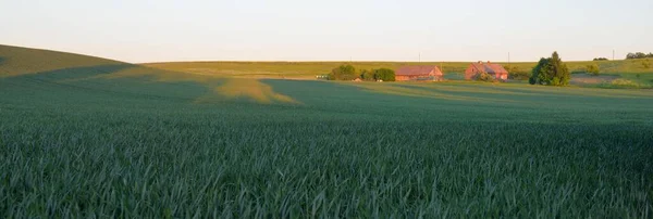Panoramiczny Widok Zielone Pole Uprawne Łąka Leśna Trawnik Zachodzie Słońca — Zdjęcie stockowe