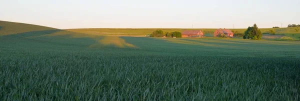 Günbatımında Yeşil Tarlalı Tarlaların Panoramik Manzarası Orman Çayırı Çimenlik Arka — Stok fotoğraf