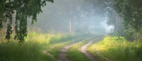 Pathway Majestic Deciduous Forest Fog Soft Sunlight Sunbeams Mighty Trees — Stock Photo, Image