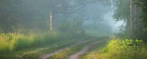 Sis Içindeki Görkemli Yaprak Döken Ormanın Içinden Geçen Yol Yumuşak — Stok fotoğraf