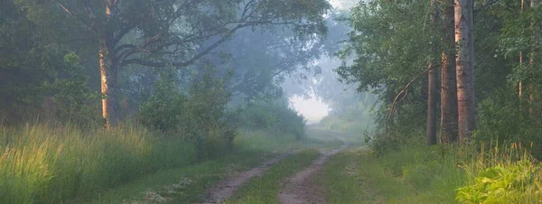 Ścieżka Przez Majestatyczny Las Liściasty Mgle Miękkie Światło Słoneczne Promienie — Zdjęcie stockowe