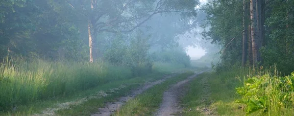 Caminho Através Majestosa Floresta Caduca Nevoeiro Luz Solar Suave Raios — Fotografia de Stock