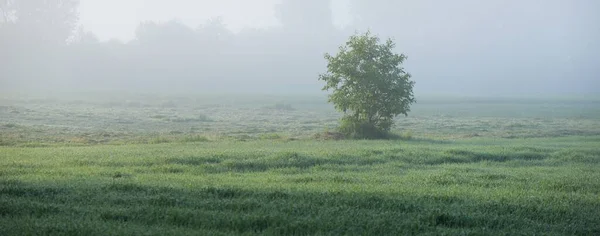 Πράσινο Χωράφι Γκαζόν Και Δάσος Ομίχλη Την Ανατολή Του Ηλίου — Φωτογραφία Αρχείου