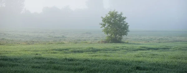 和日出时在雾中的森林 田园诗般的夏季乡村风景 柔和的阳光自然 生态旅游 — 图库照片