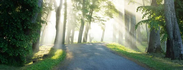 在雄伟的绿落叶森林的乡村道路上 天然隧道参天大树雾气 柔和的阳光 大气梦幻般的夏季风景 纯自然 生态旅游 童话故事 — 图库照片