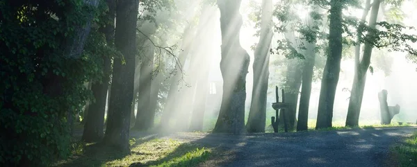 在雄伟的绿落叶森林的乡村道路上 天然隧道参天大树雾气 柔和的阳光 大气梦幻般的夏季风景 纯自然 生态旅游 童话故事 — 图库照片
