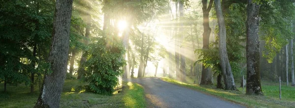 Landsväg Majestätisk Grön Lövskog Naturlig Tunnel Mäktiga Träd Dimma Solstrålar — Stockfoto