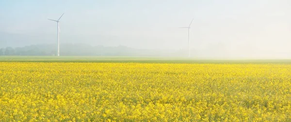 Geradores Turbina Eólica Campo Colza Amarelo Florescendo Névoa Matinal Cena — Fotografia de Stock