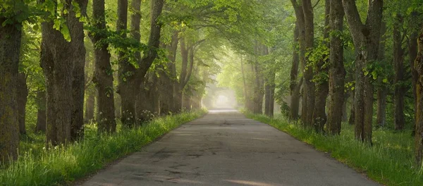 Сільська Дорога Величному Зеленому Листяному Лісі Природний Тунель Могутні Дерева — стокове фото