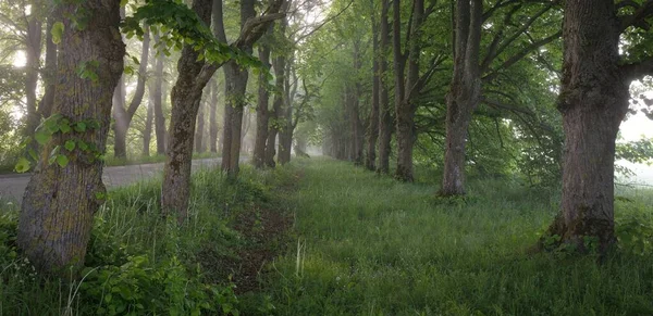 Weg Door Het Majestueuze Loofbos Een Mist Bij Zonsopgang Zacht — Stockfoto