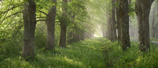 Vägen Genom Den Majestätiska Lövskogen Dimma Vid Soluppgången Mjukt Solljus — Stockfoto