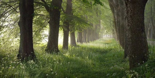 Vägen Genom Den Majestätiska Lövskogen Dimma Vid Soluppgången Mjukt Solljus — Stockfoto