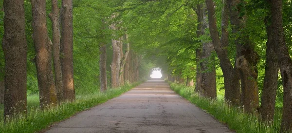 Rural Road Majestic Green Deciduous Forest Natural Tunnel Mighty Trees — Stock Photo, Image