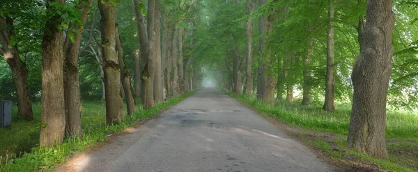 Estrada Rural Majestosa Floresta Decidual Verde Túnel Natural Árvores Fortes — Fotografia de Stock