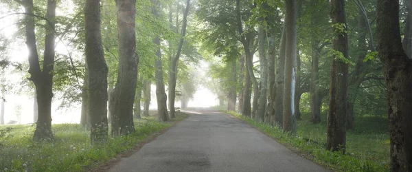 Landstraße Majestätischen Grünen Laubwald Natürlicher Tunnel Mächtige Bäume Nebel Sonnenstrahlen — Stockfoto